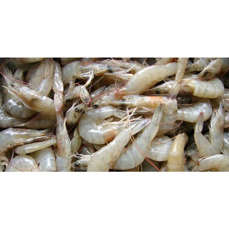 

udang segar 500gram ukuran kecil