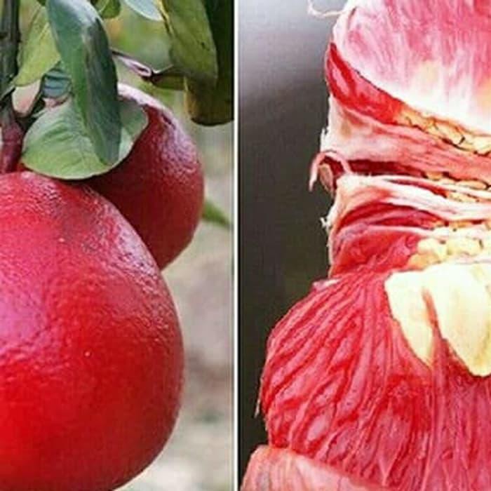 Murah# BIBIT POHON JERUK PAMELO MERAH/RED PAMELO/PAMELO RUBY