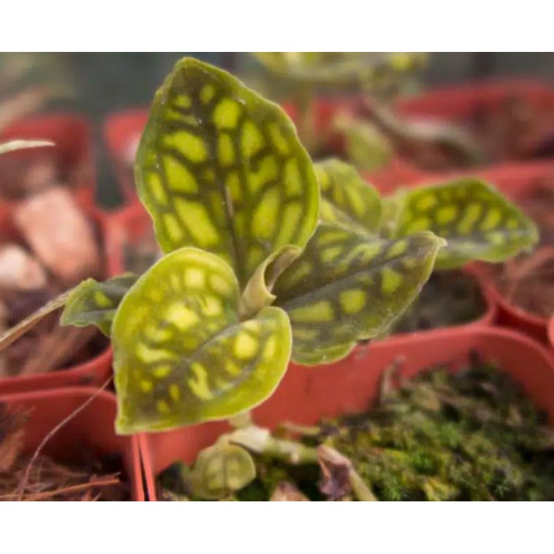 Tanaman Hias Anggrek Cystorchis Orchid Gold# Tanaman Hutan anggrek variegata