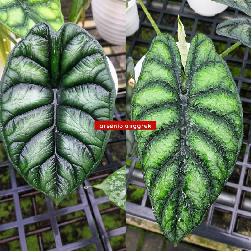 Bonggol/Umbi Alocasia Dragon Scale dan Alocasia Dragon Silver/Keladi Tengkorak