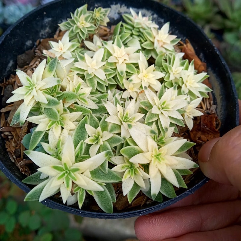 Sukulen Sedum Lineare