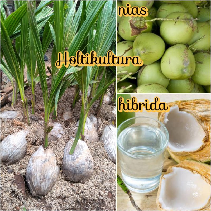 Paket 2 bibit pohon kelapa nias dan hibrida Holtikultura tanaman