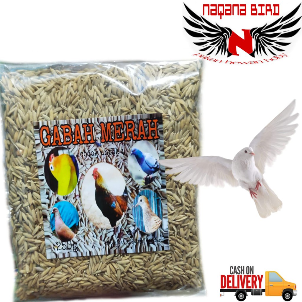 Gabah merah pakan ayam bangkok 300gr UB