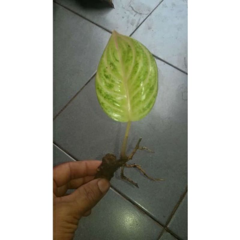 sepesial anakan aglonema goliath anakan beby