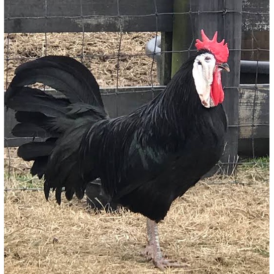 

TELUR AYAM HIAS BLACK SPANISH FERTIL ASLI UNTUK DITETASKAN