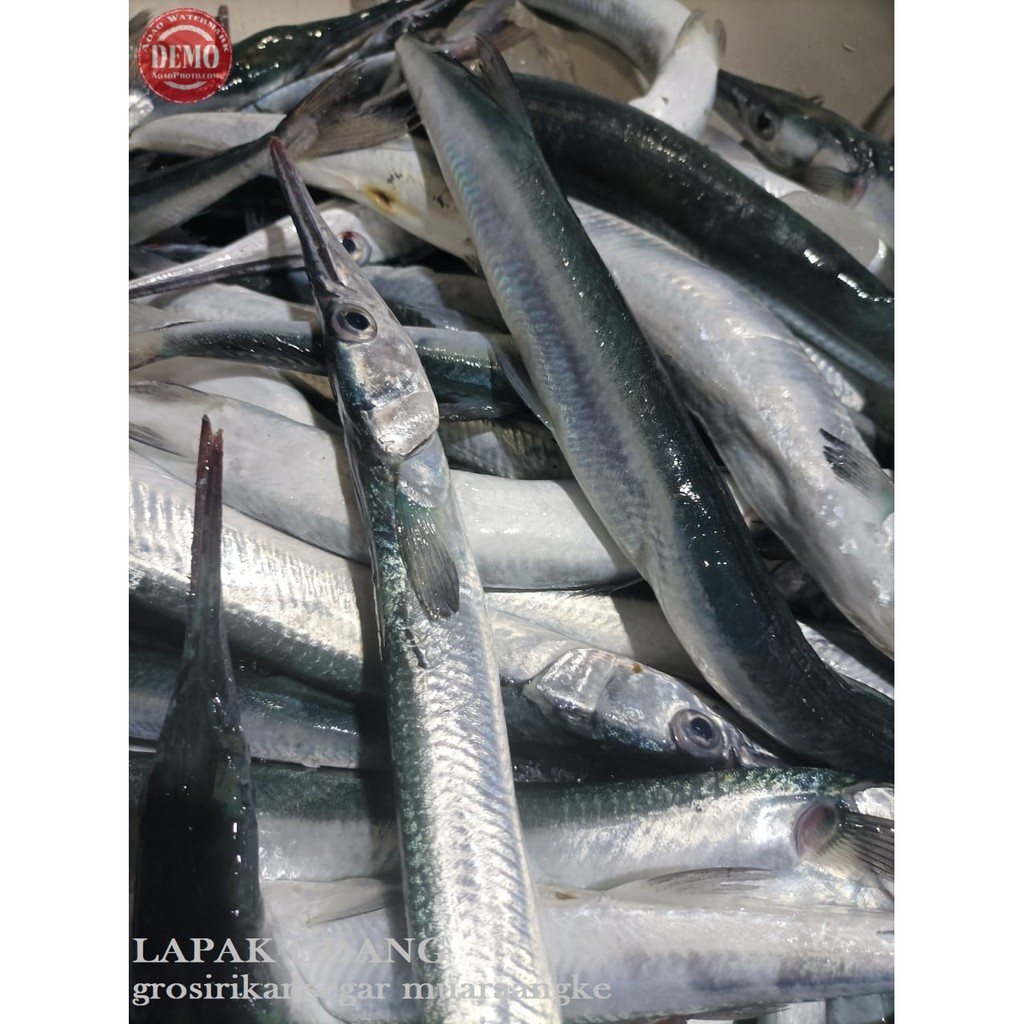 

Ikan Kacang Kacang 1Kg Ikan Segar Hasil Laut Segar