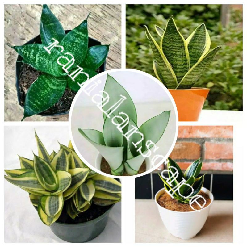 1 paket sensivera lidah mertua mini