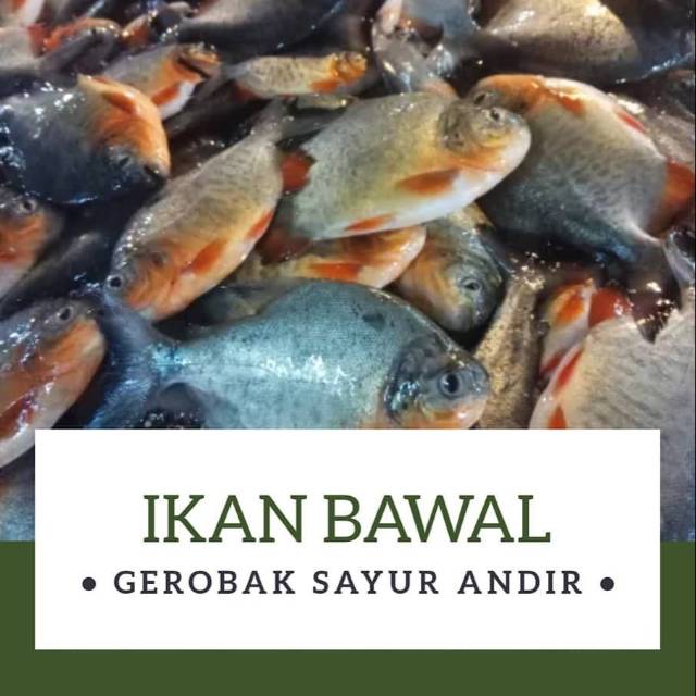 

BAWAL TAWAR /kg