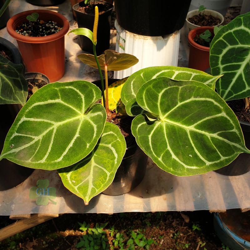 Tanaman Hias Anthurium Hoffmanii Hybrid