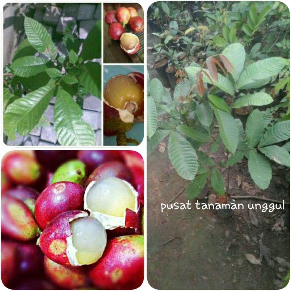 #AS_ BIBIT BUAH MATOA SUPER UNGGUL @_$