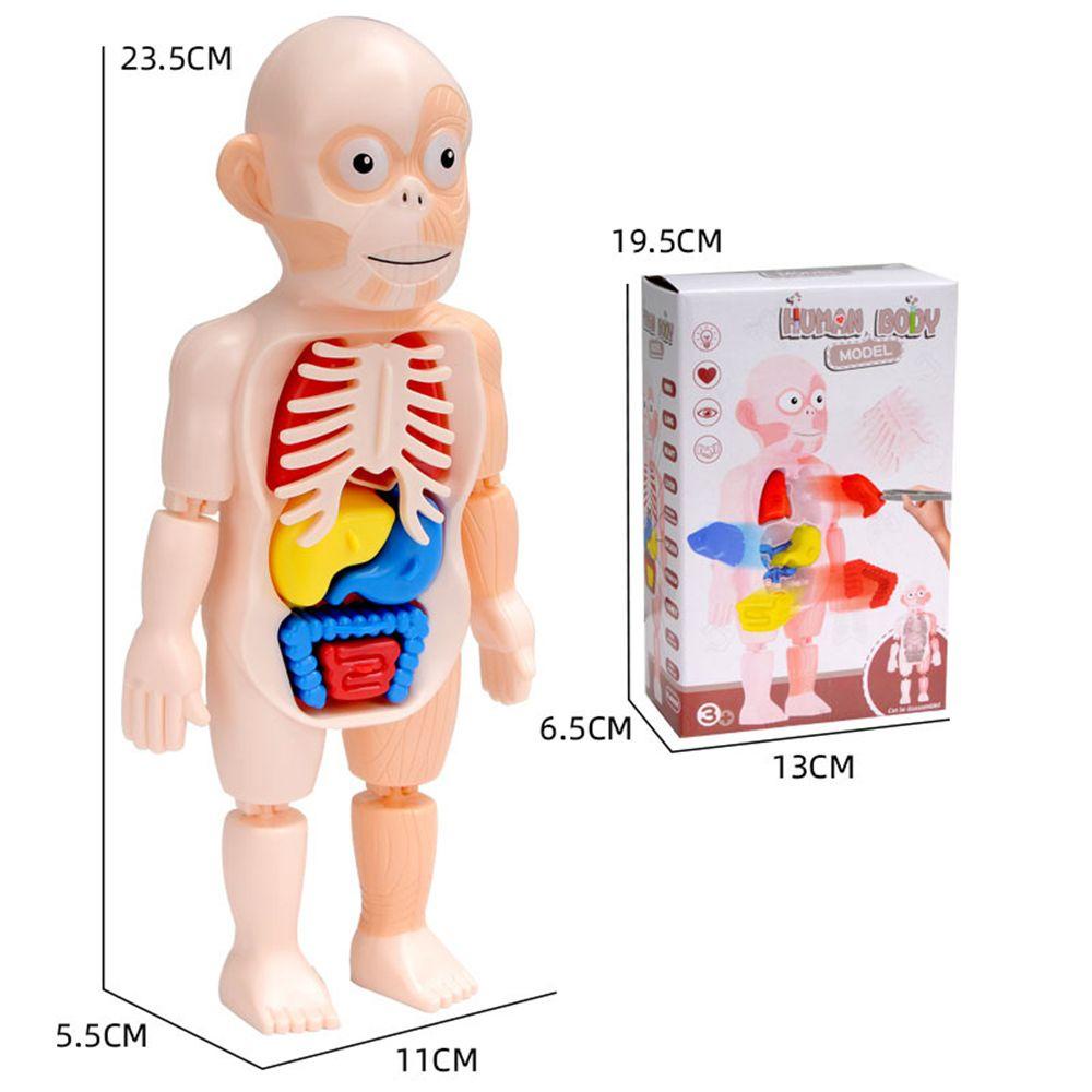 R-flower Mainan Puzzle Rakitan Model Organ Tubuh Manusia 3D DIY