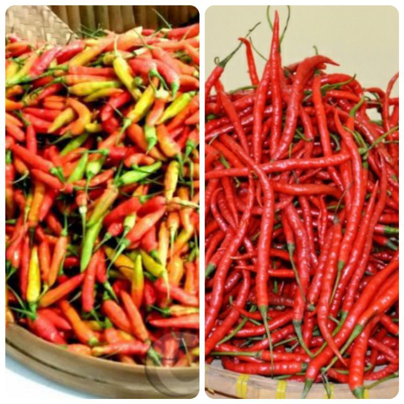 Campur Cabe Rawit Merah dan Merah Keriting 250 g