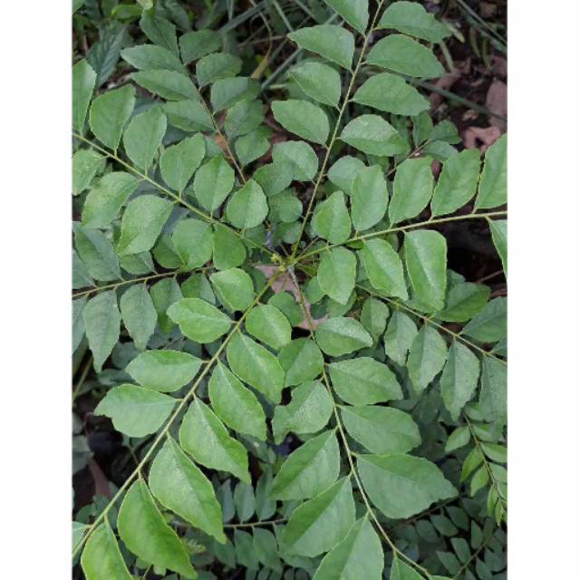 Pohon kari / bibit kari