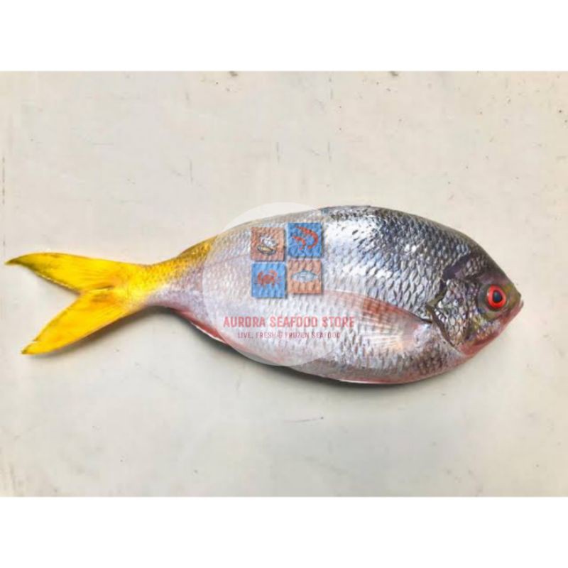 

Ikan Ekor Kuning