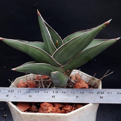 Sanseviera Samurai Dwarf / Sansivera