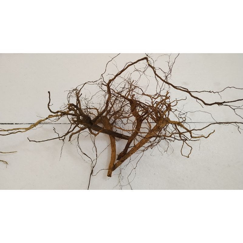 Akar Senggani Aquascape Akar Aquarium