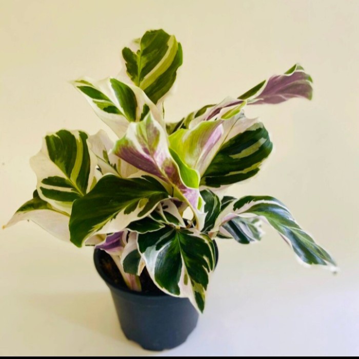 Jual Tanaman hias calathea white fusion - _PUTIH (tanaman hidup-bunga ...