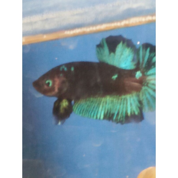 cupang avatar gordon real pict