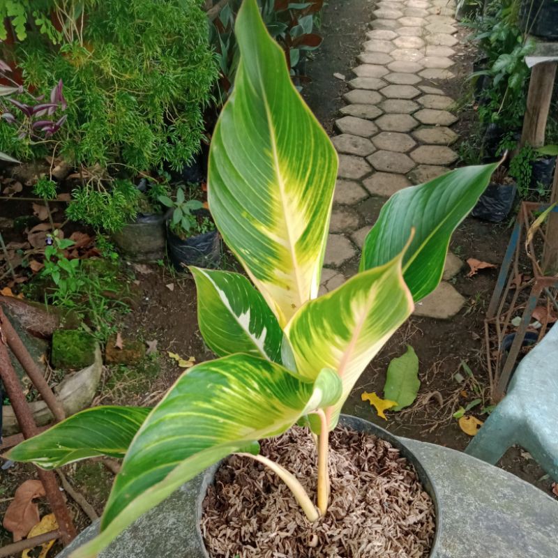 Bibit Tanaman Hias - Pisang Varigata
