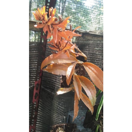 anggrek eriaonata perbatang
