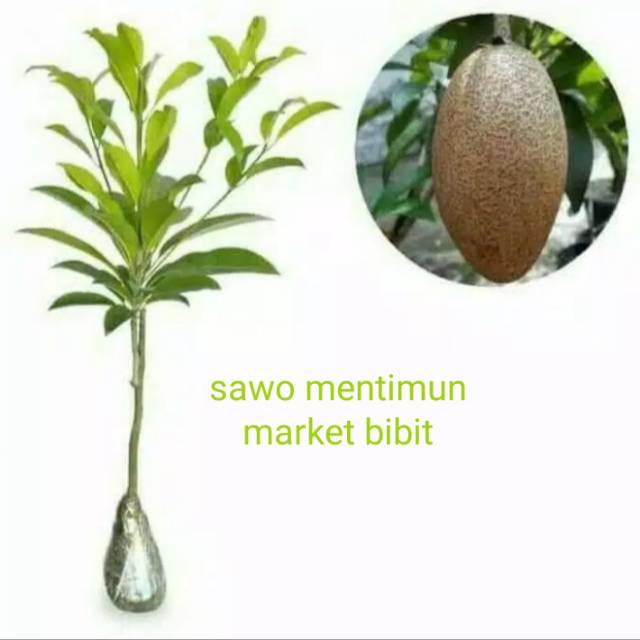 sawo mentimun