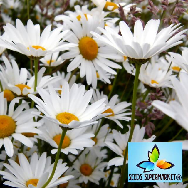 Biji Bunga Ox Eye Daisy Mudah Tumbuh Cepat Berbunga Tahan Panas