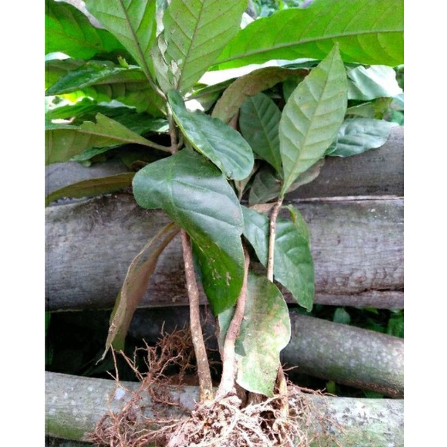 

bibit kopi robusta, bukan arabika, cabutan
