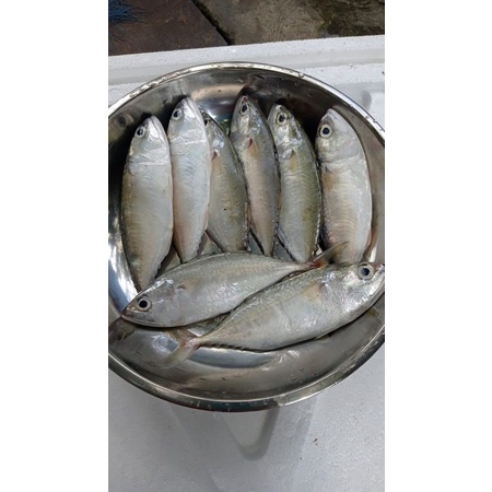 

kembung fresh
