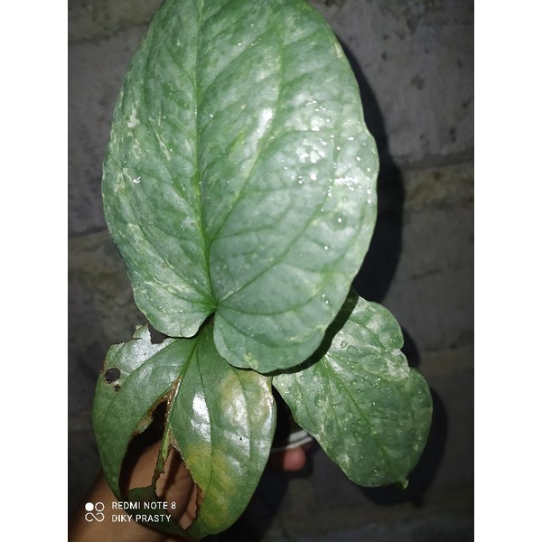 amydrium medium silver varigata