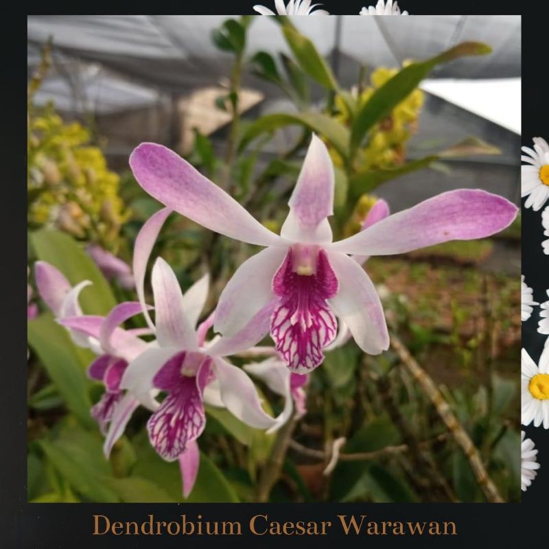 Dendrobium Caesar Warawan