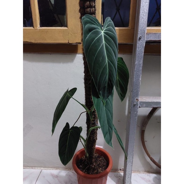 tanaman hias philodendron melanochrysum narrow