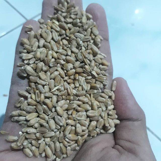 

Biji gandum coklat 1kg