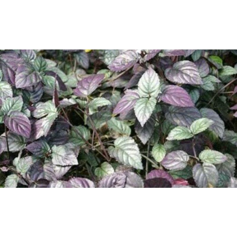 

DAUN SAMBANG GETIH PETIK SEGAR 100 gram