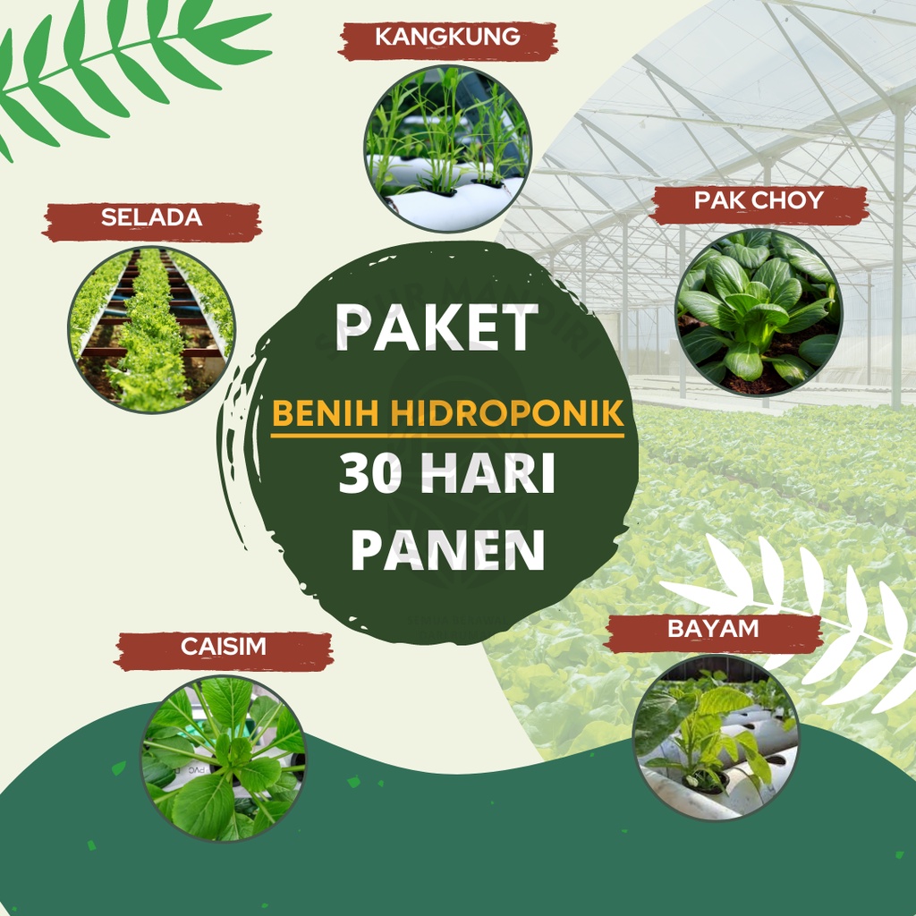 Paket Hemat 5 Macam Benih Sayuran Hidroponik 30 Hari Panen