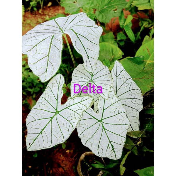 Tanaman hias caladium /keladi putih 2-3 daun ,satu paket isi 4 pcs