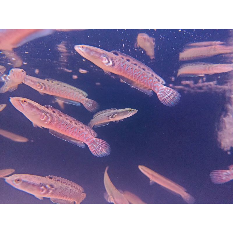 chana red stripe pulcra 8-9cm