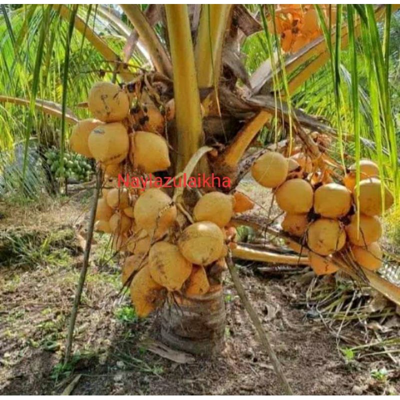 bibit/cikal kelapa gading orange