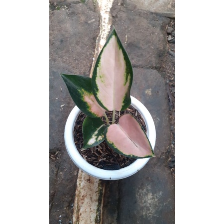 aglonema kochin sutra