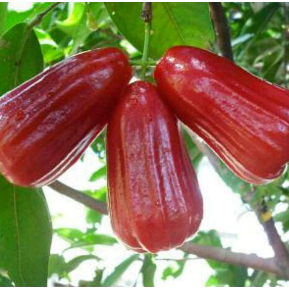 BIBIT BUAH BIBIT JAMBU AIR LILIN MERAH U*
