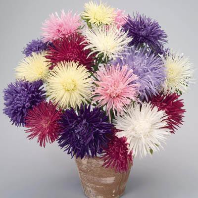 Aster Giant Ray Mix 10 Biji (Benih Biji Bibit Tanaman Bunga)