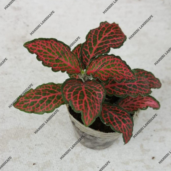 Tanaman Hias Fitonia Merah - Episcia Mutiara Merah