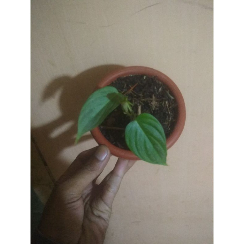 philodendron majestic