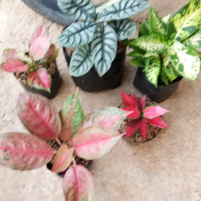 Paket bunga aglonema 5 macam