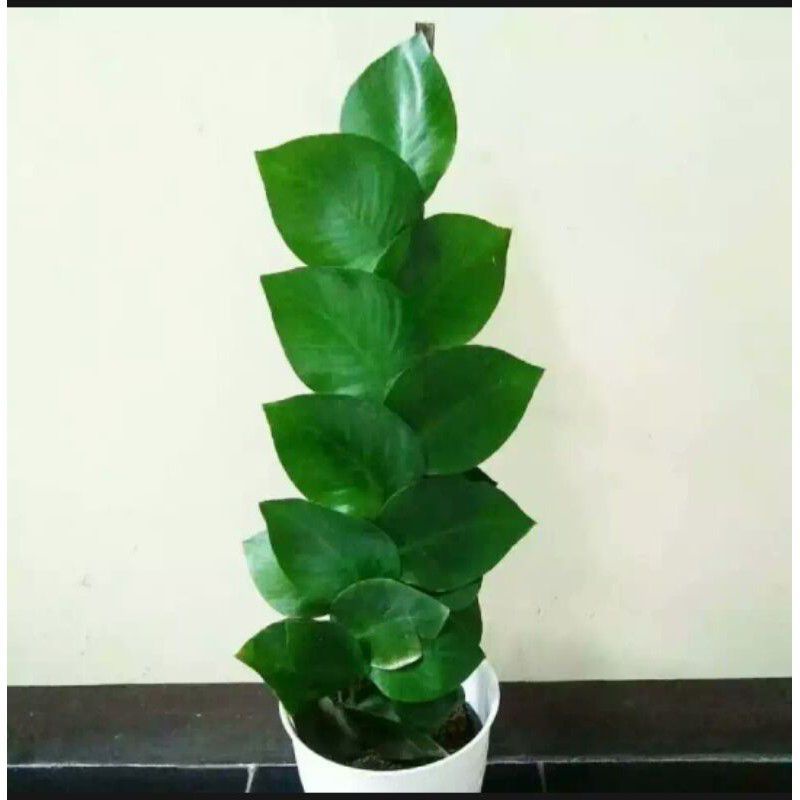 Tanaman hias dolar besar - dolar daun besar