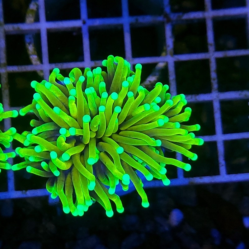 Coral Karang Anemon Gold Dragon Soul Frag 1 Cabang