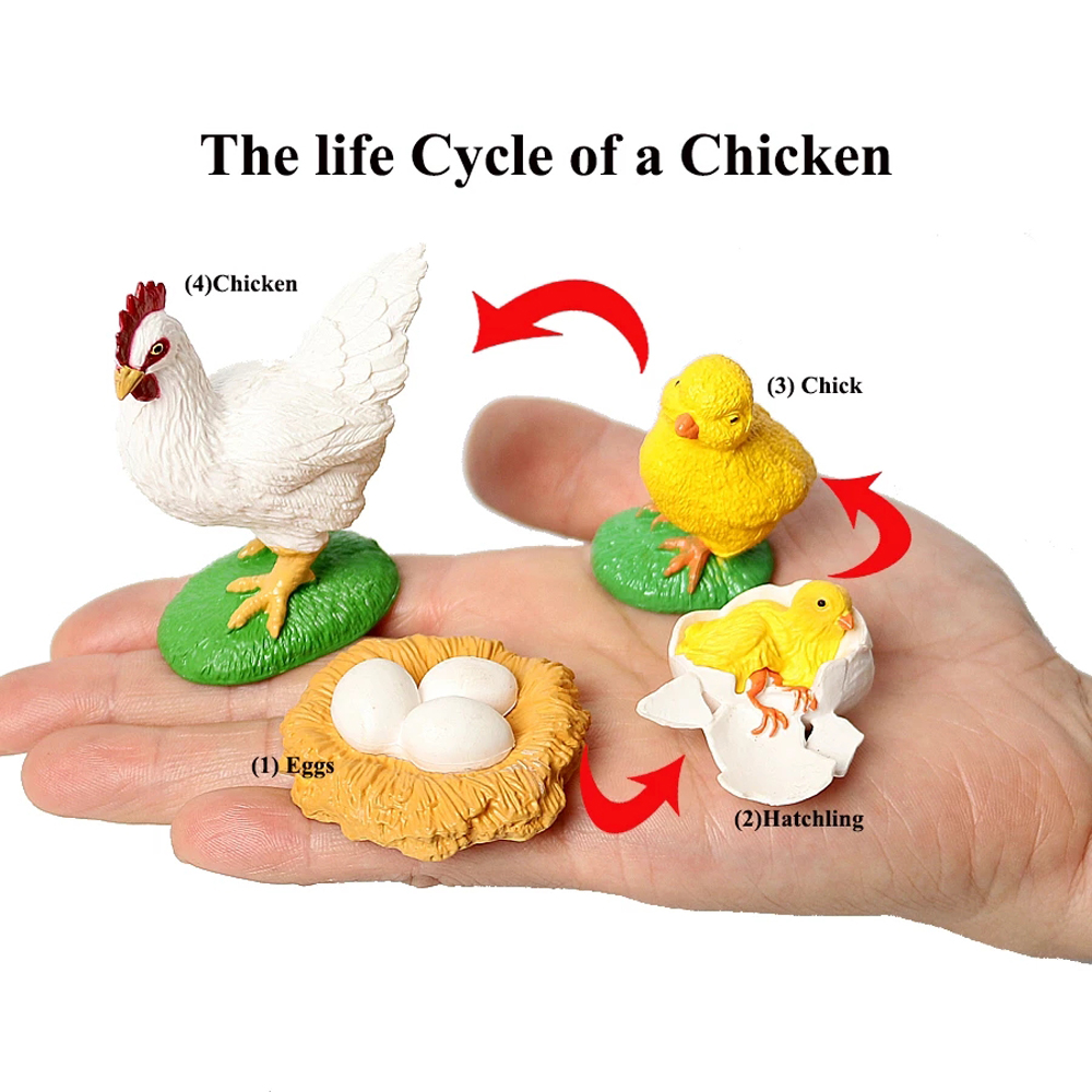 Simulation Animals Growth Cycle Butterfly Ladybug Chicken Life Cycle Figurine Plastic Models Action Figures Educational Kids Toy