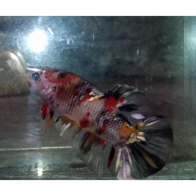 bahanan cupang/betta red koi copper ( rkc ) yellow koi copper ( ykc )