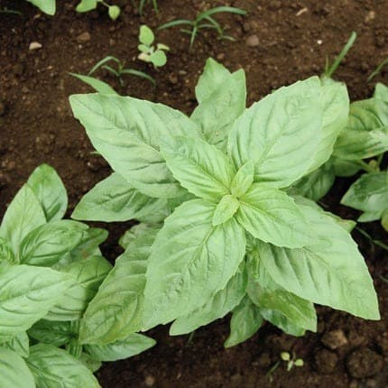 Haira Seed BIbit-Biji Basil Italian Large Leaf Organik