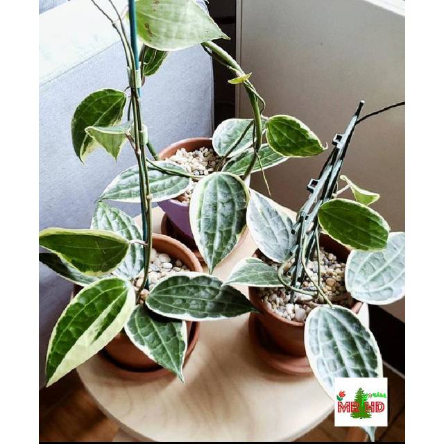 Tanaman hias pot gantung Hoya macrophylla variegata