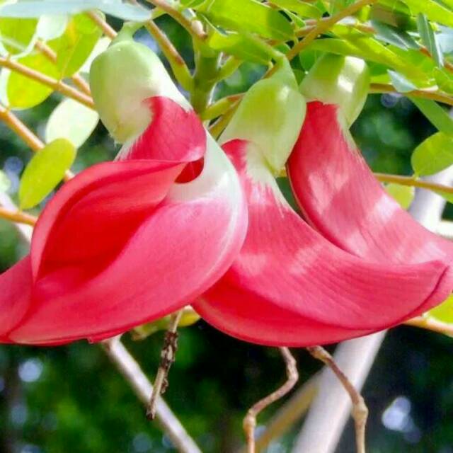Bibit tanaman turi merah/obat herbal